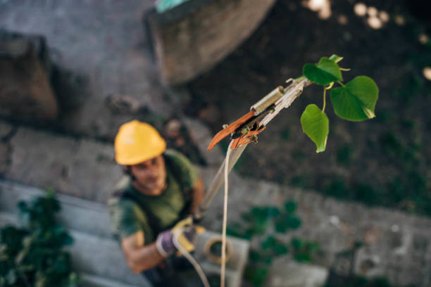 Best Arborist Consultation Services  in USA